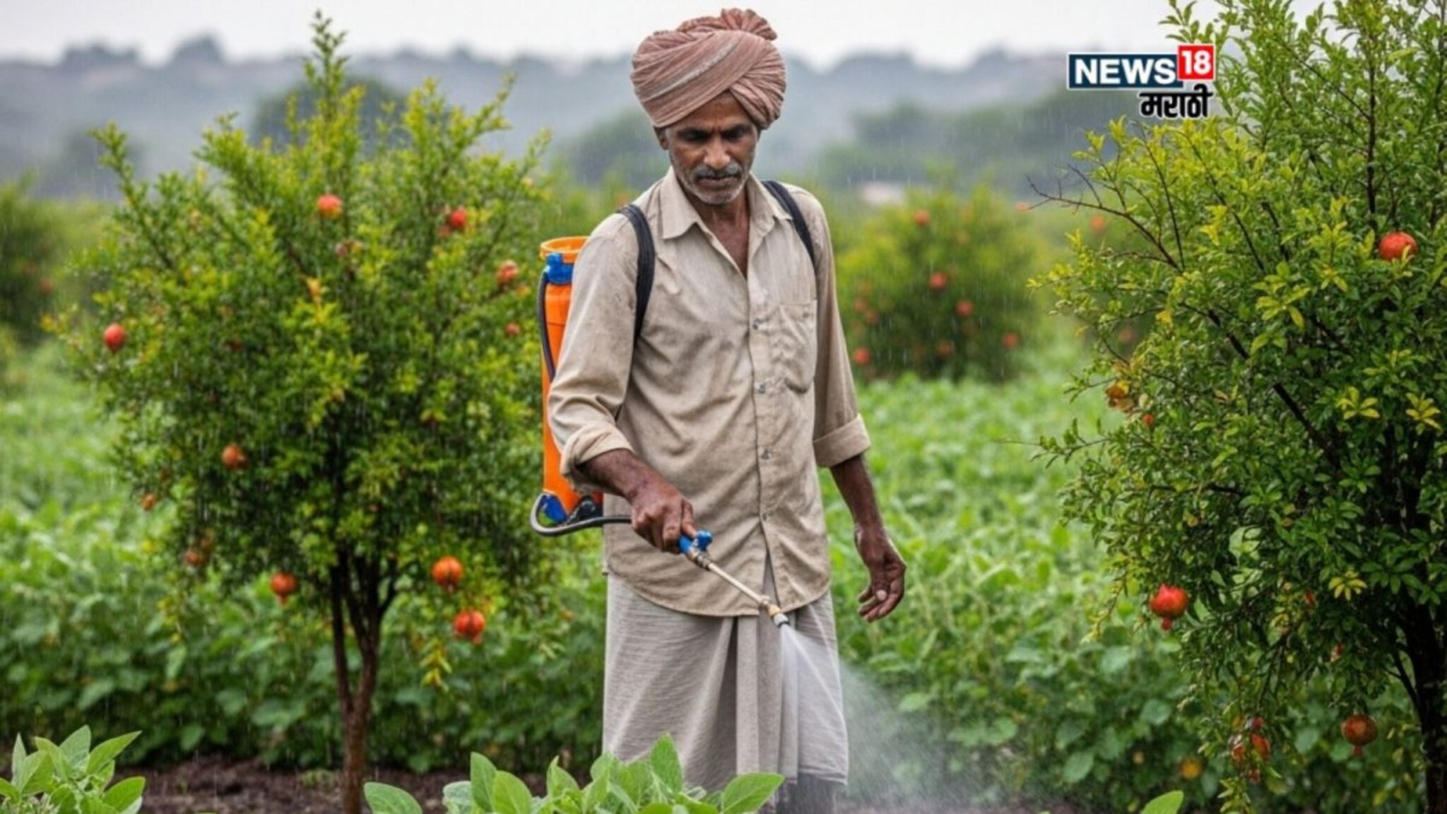 अतिमुसळधार पावसात खरीपसह फळबाग पिकांची काळजी कशी घ्यायची? कृषी एक्स्पर्टचा सल्ला