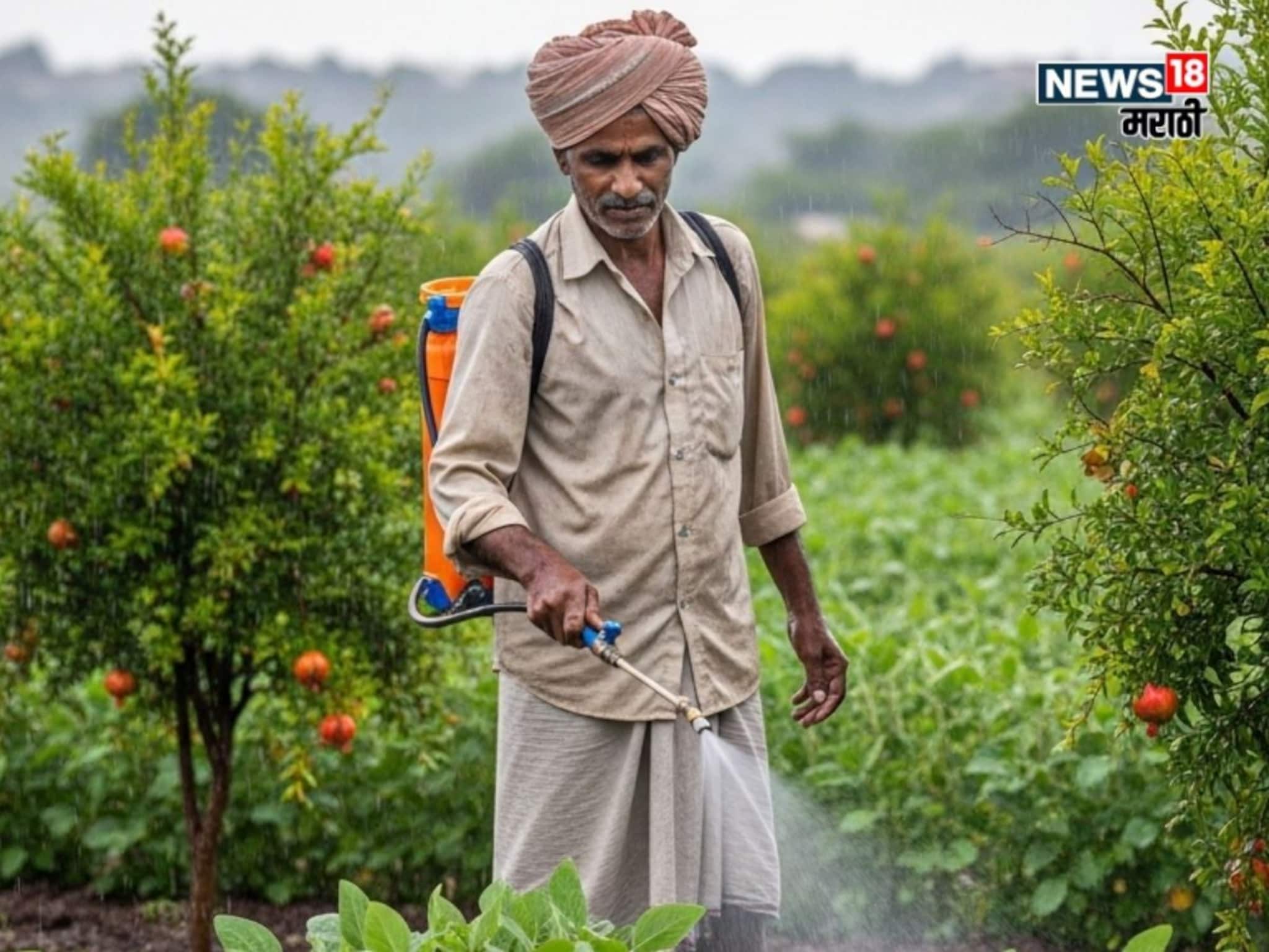 अतिमुसळधार पावसात खरीपसह फळबाग पिकांची काळजी कशी घ्यायची? कृषी एक्स्पर्टचा सल्ला