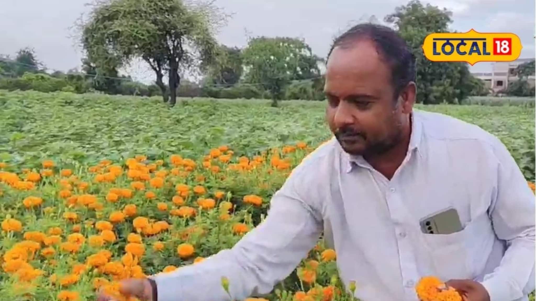 Marigold Farming: शेतकऱ्यानं शोधला पैशाचा फॉर्म्युला, 20 गुंठ्यात लावला झेंडू, कमाई लाखात!