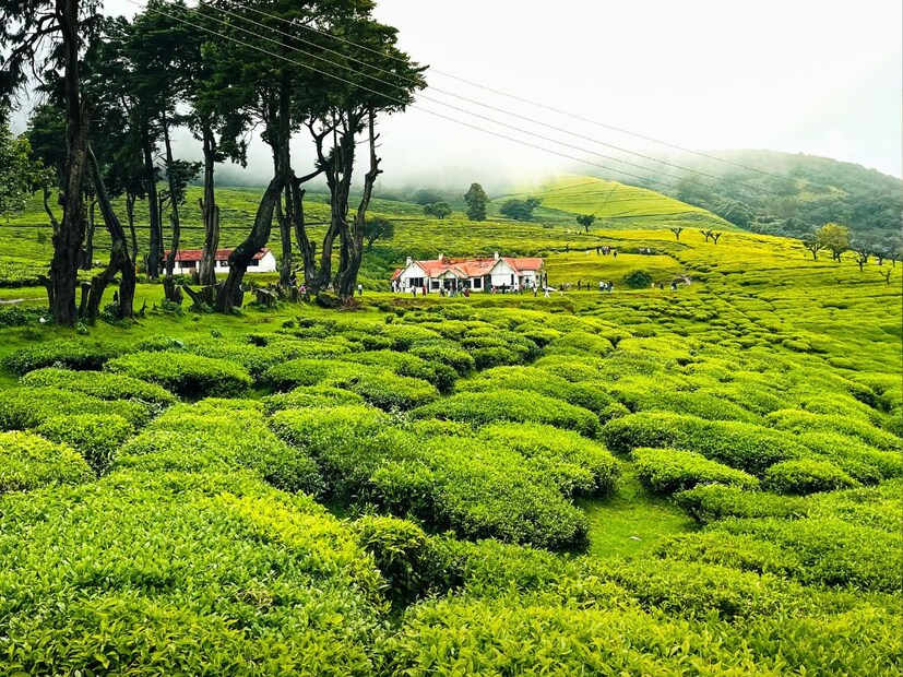 उटी – निसर्गाची हिरवाई आणि चहा बागातामिळनाडूमधील उटी हे 'क्वीन ऑफ हिल स्टेशन' म्हणून प्रसिद्ध आहे. इथली चहा बागा, शांत तलाव, निलगिरी पर्वत आणि बोटिंगचे अनुभव जोडप्यांना जवळ आणतात. लव्हर्स पॉइंट, रोज गार्डन आणि उटी लेक हे रोमँटिक क्षणांसाठी उत्तम ठिकाणं आहेत.