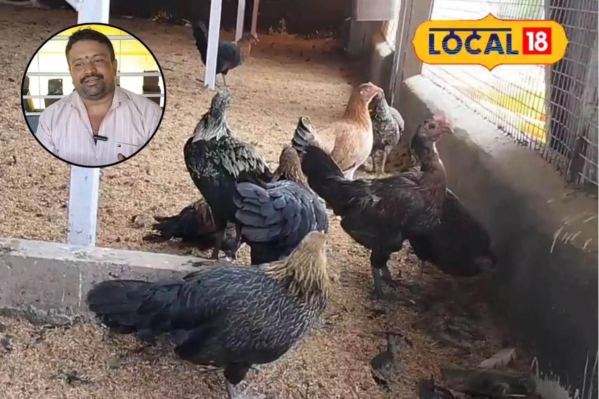 सोन्याची अंडी देतेय गावरान कोंबडी, पुणेकर शेतकऱ्यानं डोकं लावलं, महिन्याची कमाई