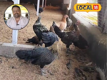 Poultry Poultry
