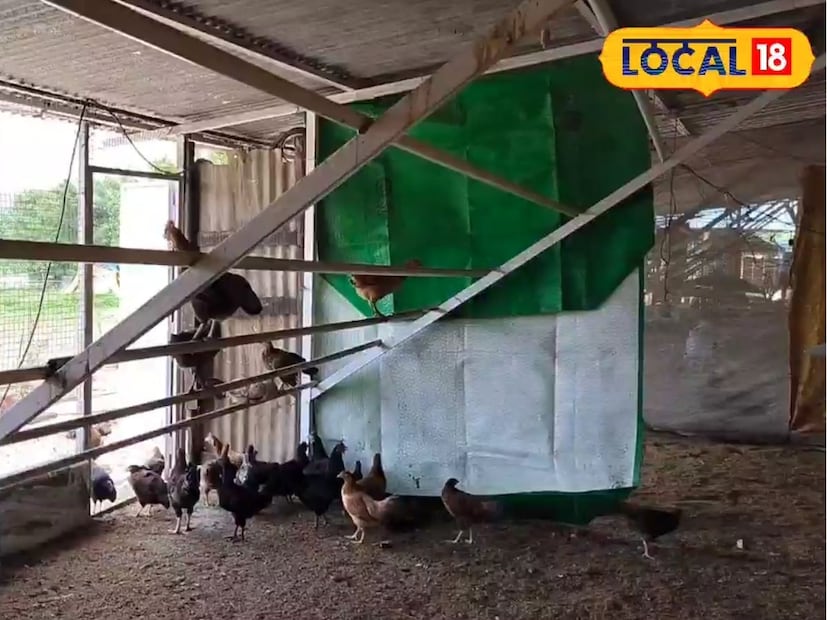 भारतात शेतीसोबत जोडधंदा म्हणून पशुपालन आणि कुक्कुटपालन पूर्वापार केलं जातंय. पुण्यातील एका युवा शेतकऱ्यानं देशी कुक्कुटपालनातून एक वेगळा आदर्श निर्माण केला आहे. मावळ तालुक्यातील चांदखेडचे सचिन इंगवले हे शेतकरी असून गावरान कोंबडी पालनातून महिन्याला 1 लाख रुपयांची कमाई करत आहेत.  भारतात शेतीसोबत जोडधंदा म्हणून पशुपालन आणि कुक्कुटपालन पूर्वापार केलं जातंय. पुण्यातील एका युवा शेतकऱ्यानं देशी कुक्कुटपालनातून एक वेगळा आदर्श निर्माण केला आहे. मावळ तालुक्यातील चांदखेडचे सचिन इंगवले हे शेतकरी असून गावरान कोंबडी पालनातून महिन्याला 1 लाख रुपयांची कमाई करत आहेत.