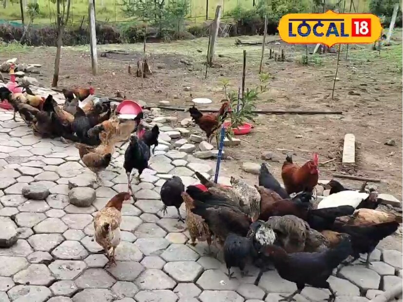 कोंबड्यांना जे कॅल्शियम लागते ते शंख-शिंपल्यांच्या पावडरीतून मिळतं. माशांचं वेस्टेज आणि हॉटेलमधलं उरलेलं अन्न खाण्यामुळे त्यांचा पोषणमूल्यांचा समतोल राखला जातो आणि खर्चही कमी होतो, असं इंगवले सांगतात. 