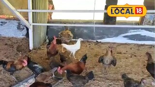 Poultry Farming: उच्चशिक्षित असून सोडला नोकरीचा नाद, गावी येऊन सुरू केला व्यवसाय, तरुणाची कमाई 1 कोटी