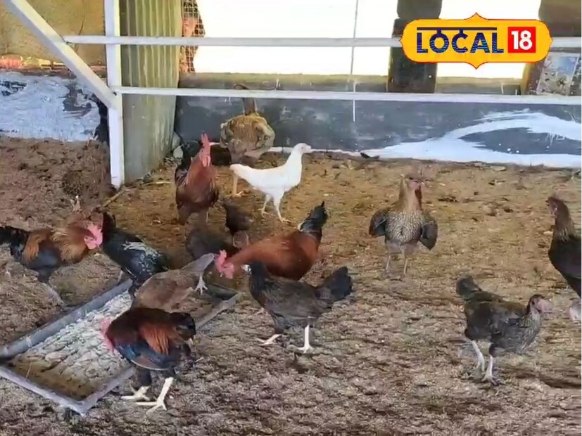 सचिन यांनी सुरूवात अवघ्या 6-7 कोंबड्यांपासून केली. कोरोना काळात लोक पुन्हा गावरान अंडी आणि कोंबडीचे मांस याकडे वळले. यामुळे बाजारात गावरान कोंबडीची मागणी झपाट्याने वाढली. हीच संधी पाहून इंगवले यांनी व्यवसाय वाढवला. 