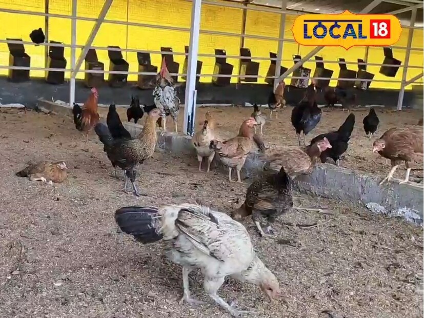 कोंबड्यांचा व्यवसाय करताना सचिन यांचा भर नैसर्गिक संगोपनावर असतो. ते कोंबड्यांना मोकळ्या जागेत फिरू देतात. त्यांच्या आहारात भाजीपाला, शेतीतील टाकाऊ साहित्य, माशांचं वेस्टेज, उरलेलं अन्न, तसेच ओढ्यांमधून मिळणाऱ्या शंख-शिंपल्यांची पावडर यांचा समावेश करतात.