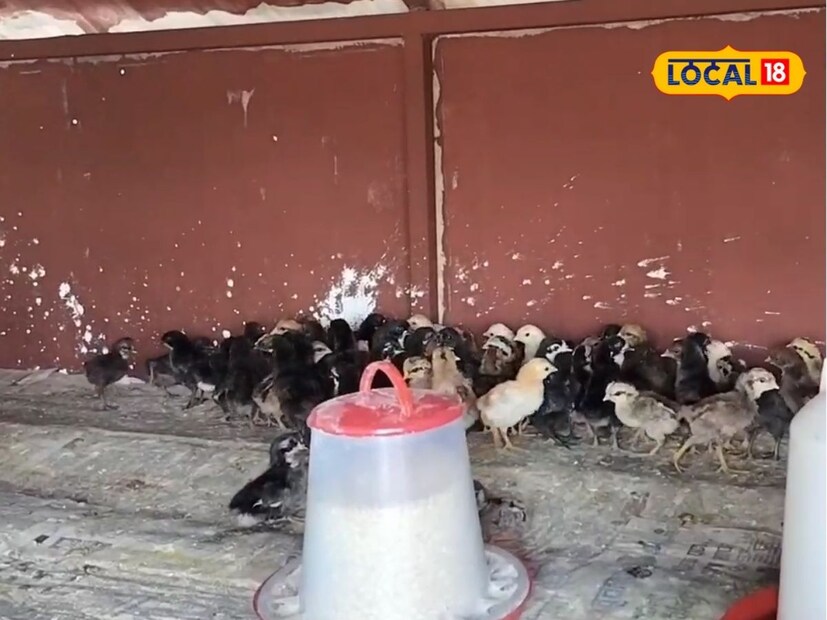 गावरान कोंबडी टिकवण्यासाठी योग्य वेळी लसीकरण, औषधोपचार, स्वच्छता आणि आरोग्य व्यवस्थापन या गोष्टींचं ते काटेकोर पालन करतात. यामुळे आज त्यांच्या फार्मवर 2 हजार पेक्षा जास्त गावरान कोंबड्या आहेत. यातून त्यांची महिन्याकाठी 1 लाखांपर्यंत कमाई होतेय. 