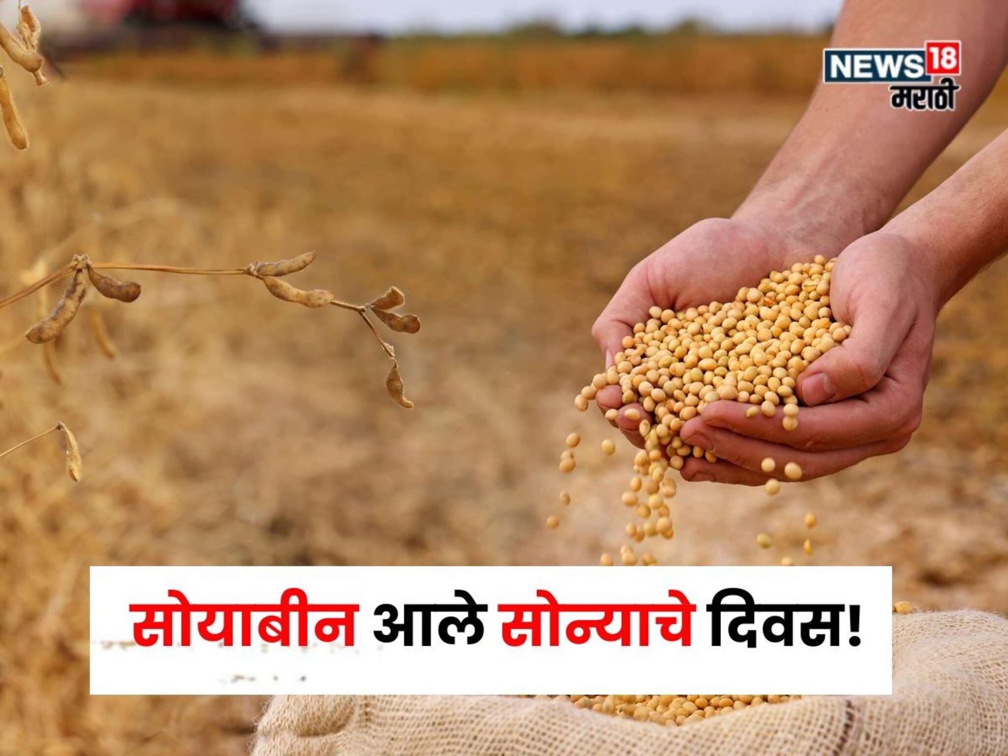 सोयाबीन आले सोन्याचे दिवस! दरात मोठी उसळी, किती मिळतोय बाजारभाव?
