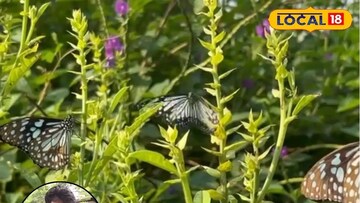 पुण्याचा