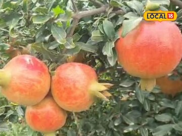 शेतकऱ्याने केली 1400 झाडांची लागवड, एकरी 12 लाख घेतलं उत्पन्न, असं काय केलं?