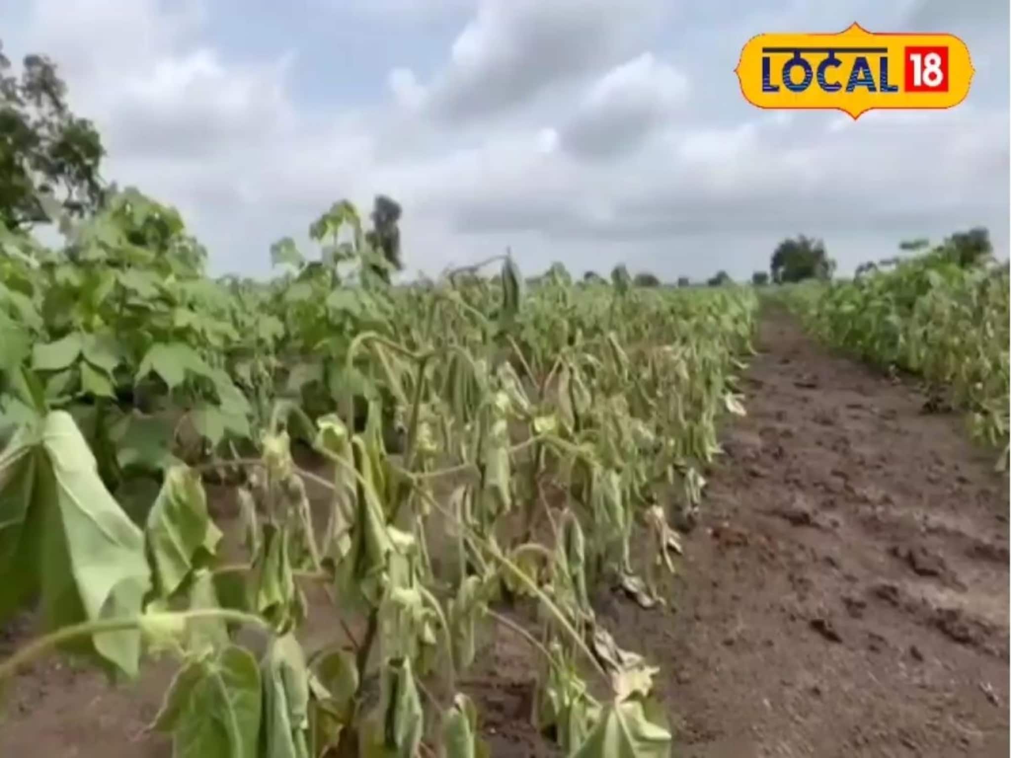 पांढऱ्या सोन्यावर मोठं संकट, पैठण तालुक्यातील 7 हजार हेक्टर क्षेत्रावर परिणाम