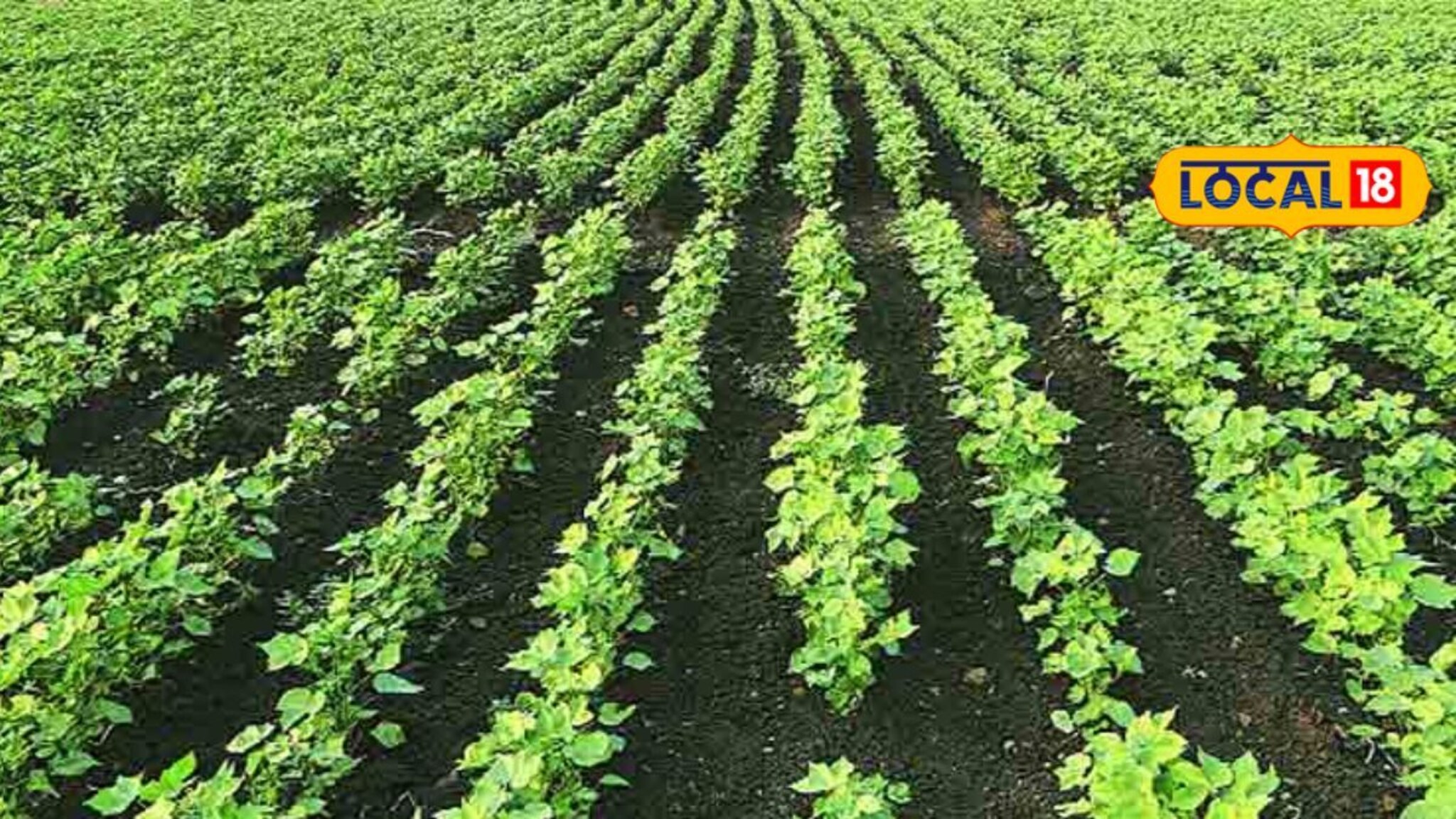 शेतकऱ्यानं घेतला फायद्याचा निर्णय, लाईट बिल शून्य , शेतीला होतोय मोठा फायदा