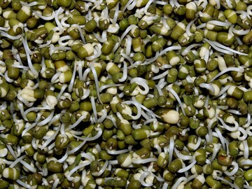 मोड आलेले कडधान्य कच्चे खाऊ नका, कोल्हापूरच्या डॉक्टरांनी सांगितला परिणाम