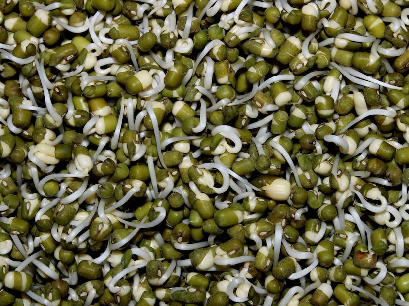 बऱ्याच लोकांना मोड आलेले कडधान्य खायची सवय असते. काही जण ब्रेकफास्ट किंवा नाश्त्याला कडधान्य खातात तर काही जणांच्या डाएटचा एक भाग.