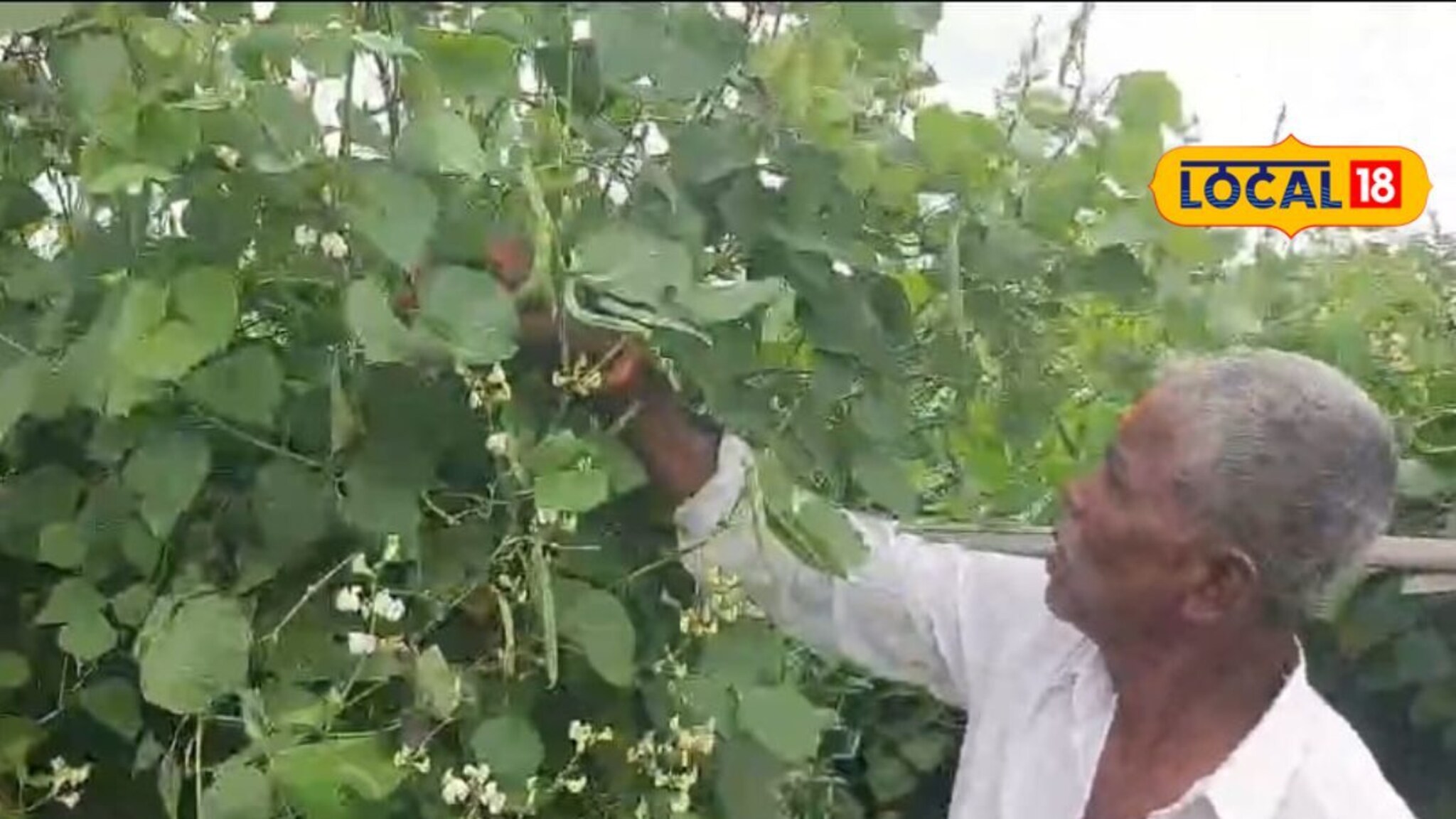 शेतकऱ्याची कमाल, 13 गुंठ्यात केली घेवड्याची लागवड, उत्पन्न मिळणार लाखात! Video