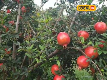 एका एकरात डाळींब लागवड, 6 लाखांचं उत्पन्न, यशस्वी शेतीचा सांगितला मंत्रा