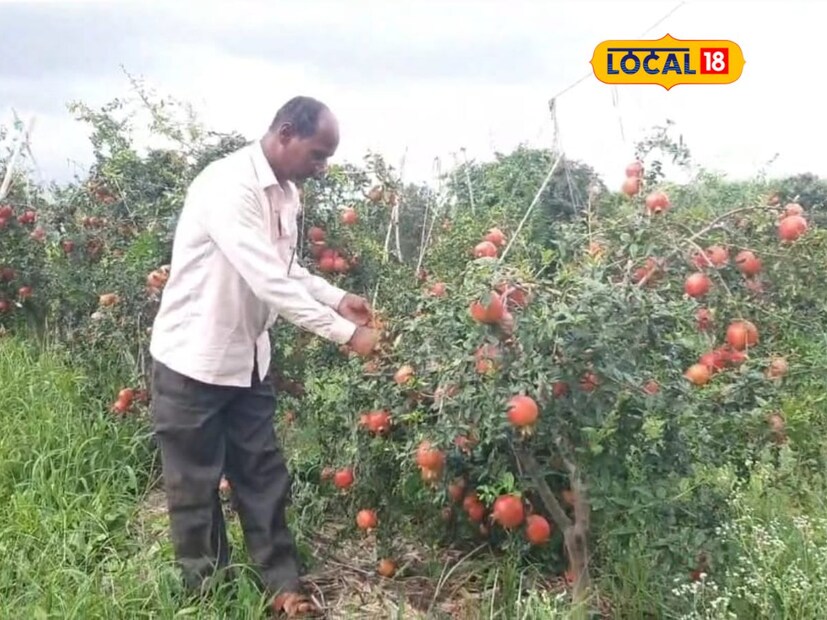 वाफळे गावात राहणारे शेतकरी देविदास मच्छिंद्र चव्हाण यांनी एका एकरात साधा भगवा या जातीच्या डाळिंबाची लागवड केली आहे. साधा भगवा डाळिंबाची लागवड करण्याआधी देविदास यांनी शेतामध्ये चारी मारून 14 बाय 8 वर डाळिंबाच्या रोपांची लागवड एका एकरात केली आहे.