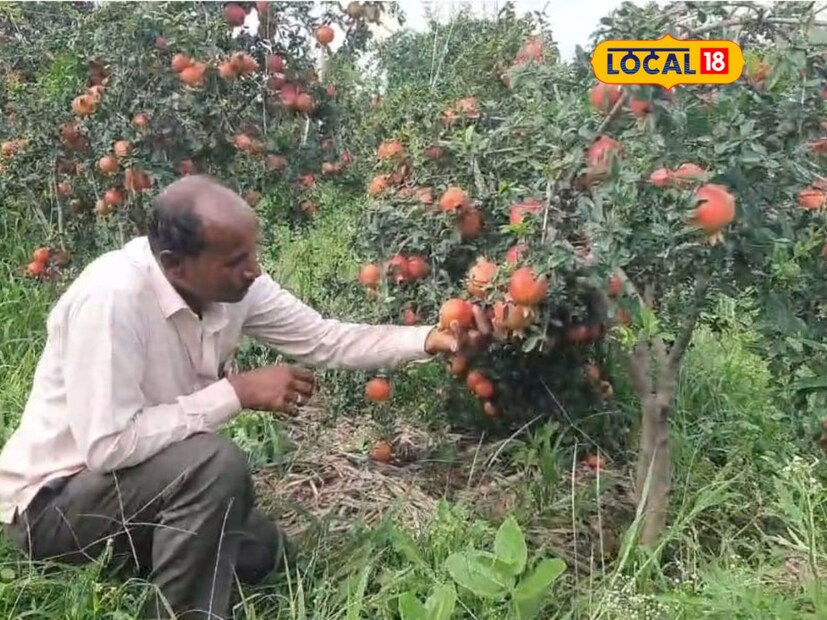 त्यानंतर बेड मारून शेणखत, भेसळ डोस भरून घेतले. पहिल्या वर्षी डाळिंबाची लागवड केल्यावर देविदास चव्हाण यांना सर्व खर्च वजा करून 50 ते 60 हजार रुपयांपर्यंतचे उत्पन्न मिळाले होते.