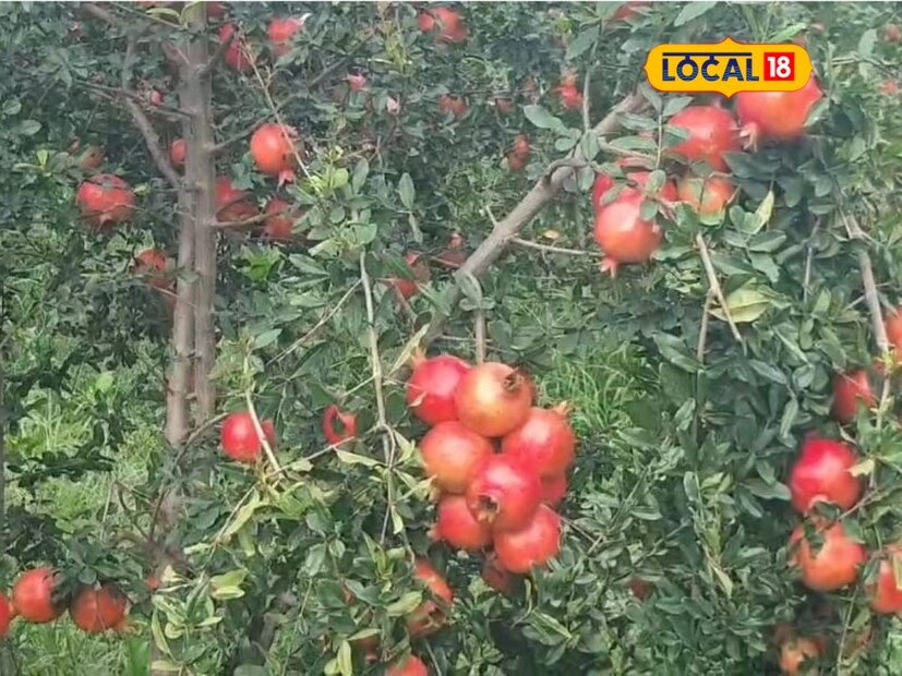 दुसऱ्या वर्षी बागेचे व्यवस्थापन व्यवस्थित झाले असून एका झाडाला कमीत कमी 15 ते 20 फळे लागलेली आहेत. तर एका झाडातून 20 ते 25 किलो डाळिंब मिळणार आहे. 