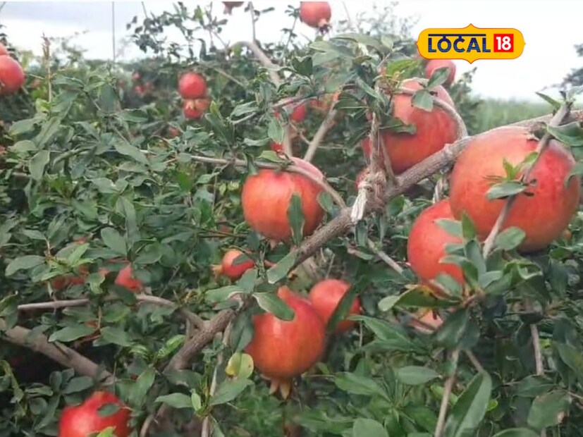 डाळिंबाची लागवड करण्यासाठी एका एकराला दीड ते दोन लाख रुपये खर्च आला आहे, तर सर्व खर्च वजा करून शेतकरी देविदास चव्हाण यांना सहा लाख रुपयांपर्यंतचे उत्पन्न मिळणार आहे.