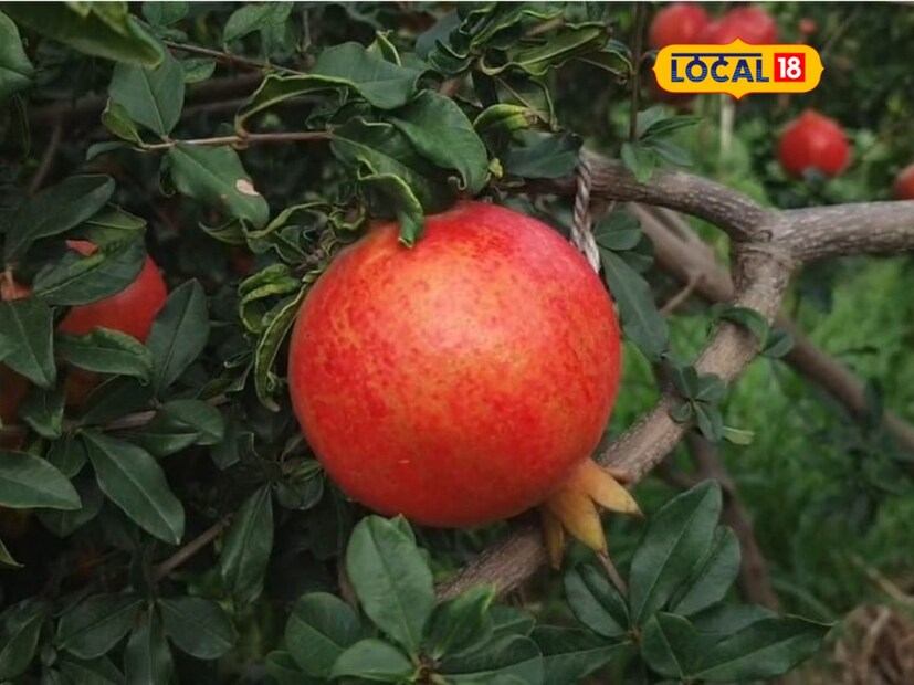 व्यापारी देविदास यांच्या शेतामध्ये येऊन डाळिंबाची पाहणी करून खरेदी करतात किंवा सोलापूर, पुणे, मुंबई, या ठिकाणी विक्रीसाठी पाठवत आहेत. मुंबईतील एका व्यापाऱ्याने देविदास चव्हाण यांची डाळिंबाची बाग पाहिली असून 105 रुपये किलो दराने मागणी केली आहे. डाळिंब पिकाची लागवड केल्यावर त्याची काळजी वेळोवेळी घेतली तर डाळिंबातून सुद्धा अधिक उत्पन्न आपल्याला मिळू शकते, असा सल्ला शेतकरी देविदास चव्हाण यांनी दिला आहे.