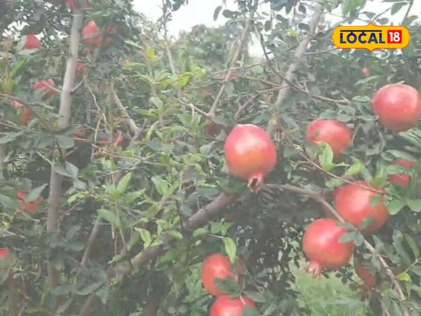 डाळिंबाच्या रोपांवर तेल्या, करपा, कुजवा आणि डाग या रोगांचा प्रादुर्भाव जास्त असतो. हा रोग डाळिंबावर येऊ नये म्हणून चव्हाण यांनी वेळोवेळी फवारणी करून रोगांपासून डाळिंबाचे संरक्षण केले आहे. 