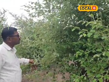 शेतात लावली 60 झाडे, 16 लाख रुपयांचं मिळालं उत्पन्न, कशी केली फायद्याची शेती? शेतात लावली 60 झाडे, 16 लाख रुपयांचं मिळालं उत्पन्न, कशी केली फायद्याची शेती?