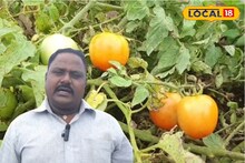 Tomato Farming: सगळे सांगत होते, नको रिस्क घेऊ; युवा शेतकऱ्यानं डेअरिंग केलं, आता लाल सोन्यातून लाखोंची कमाई
