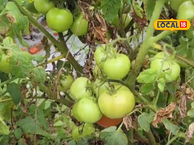 टोमॅटोला लागणाऱ्या पाण्यासाठी विहीर तसेच शेततळ्याचा वापर करण्यात येतो. काही वेळा जूनमध्ये पाऊस पडला नाही तर लागवडीच्या वेळी शेततळ्यातून पाणी घेऊन शेतीसाठी वापर करावा लागतो. तसेच टोमॅटोला दर तीन ते चार दिवसांनी बुरशीनाशक आणि कीटकनाशकाची फवारणी करावी लागत असल्याचे देखील सांगण्यात आले आहे.