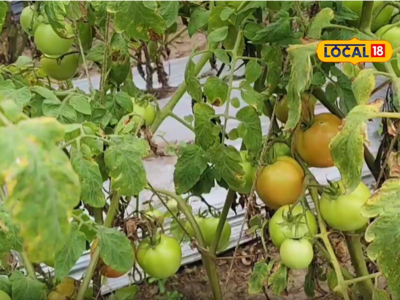 जुलैमध्ये पुन्हा 1 एकर टोमॅटोची लागवड केलेली आहे. मात्र दोन एकर टोमॅटो शेती सध्या सुरू आहे आणि त्यातून खर्च भागत आहे. यंदा टोमॅटोला भाव चांगला मिळाला, तसेच टोमॅटोच्या दर्जेदारपणामुळे उत्पन्न चांगले निघत आहे.