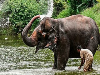 महादेवी हत्तीण महादेवी हत्तीण