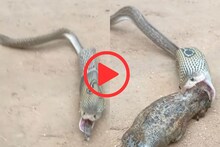 2 बेडकांची मेजवानी नागाला पडली महागात, खाताच लागली वाट अखेर... पाहा VIDEO