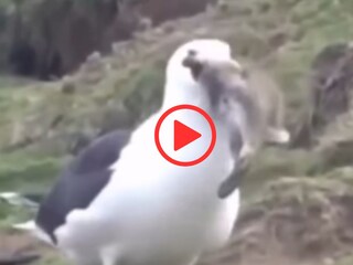 व्हायरल व्हिडीओ व्हायरल व्हिडीओ