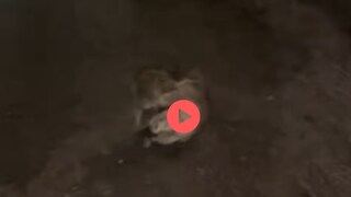 व्हायरल व्हिडीओ