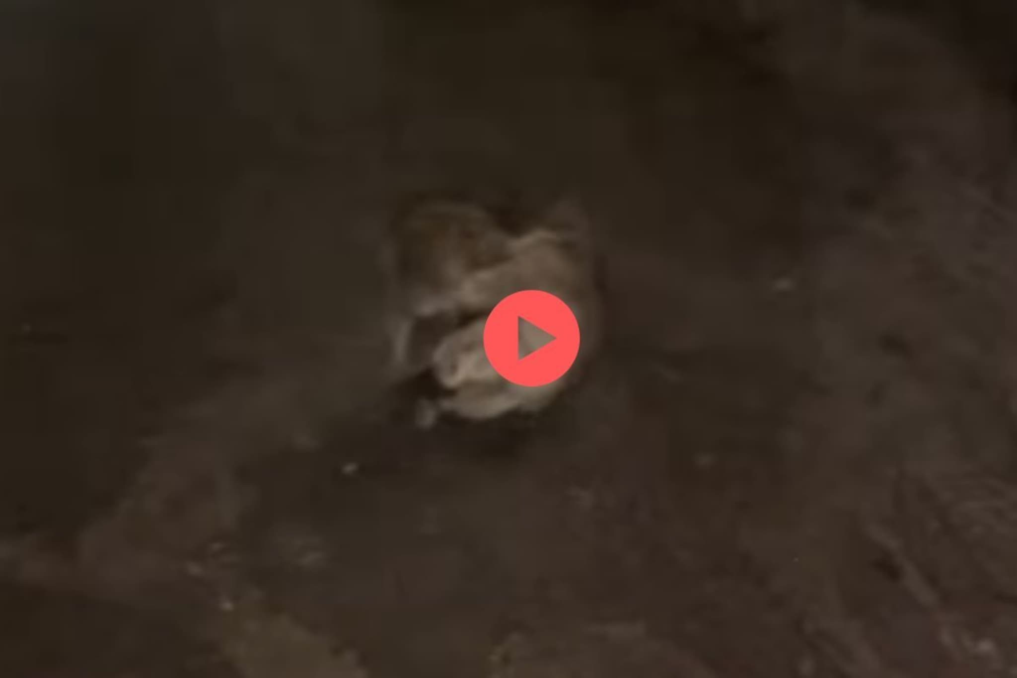 उंदरांची रस्त्यावर दे दणादण, भांडणाचा असा Video तुम्ही कधी पाहिलाच नसणार