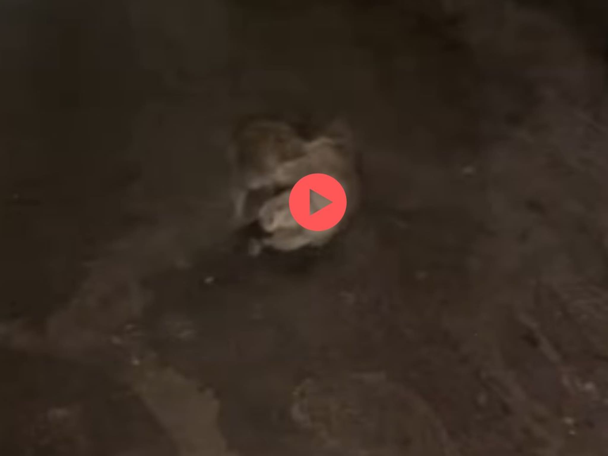 दोन उंदरांची रस्त्यावर जुंपली, दे दणादण लाथाबुक्क्यांच्या भांडणाचा असा Video तुम्ही कधी पाहिलाच नसणार