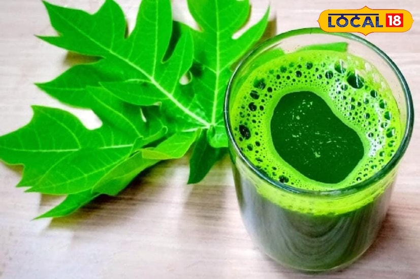 आरोग्य तज्ज्ञ डॉ. अजित सिंह यांनी स्पष्ट केले की, डेंग्यूमध्ये सर्वात मोठी चिंता म्हणजे प्लेटलेट काउंट कमी होणे. या परिस्थितीत पपईची पाने अत्यंत प्रभावी ठरतात. पानांचा रस पिल्याने प्लेटलेट काउंट वाढतो. म्हणूनच डेंग्यूच्या रुग्णांसाठी याला नैसर्गिक पॉवर बँक म्हटले जाते.