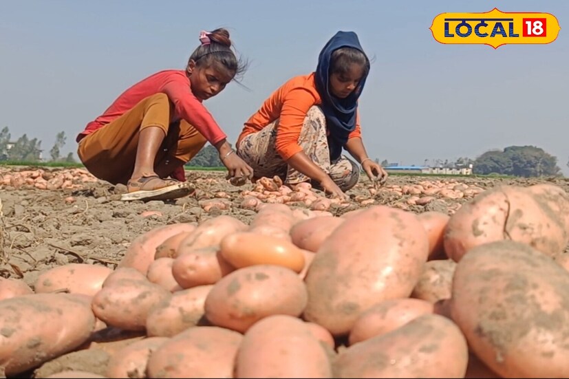 बनावट बटाटे खरेदी करणे टाळण्यासाठी हंगामात येणारे ताजे बटाटे खरेदी करा, कारण ते सहसा नोव्हेंबरच्या मध्यापासून बाजारात मोठ्या प्रमाणात येतात. तसेच खूप चमकदार किंवा एकसारखे दिसणारे बटाटे खरेदी करणे टाळा. नेहमी प्रतिष्ठित विक्रेत्यांकडून भाज्या खरेदी करा आणि स्वस्तपणाच्या आमिषाने विषारी बटाटे खाणे टाळा.