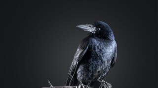 The intelligence and life of a crow The intelligence and life of a crow