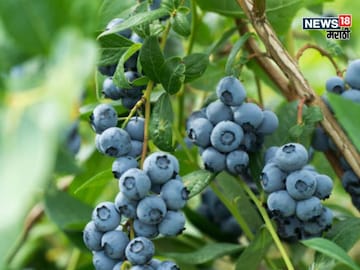 Agriculture news 