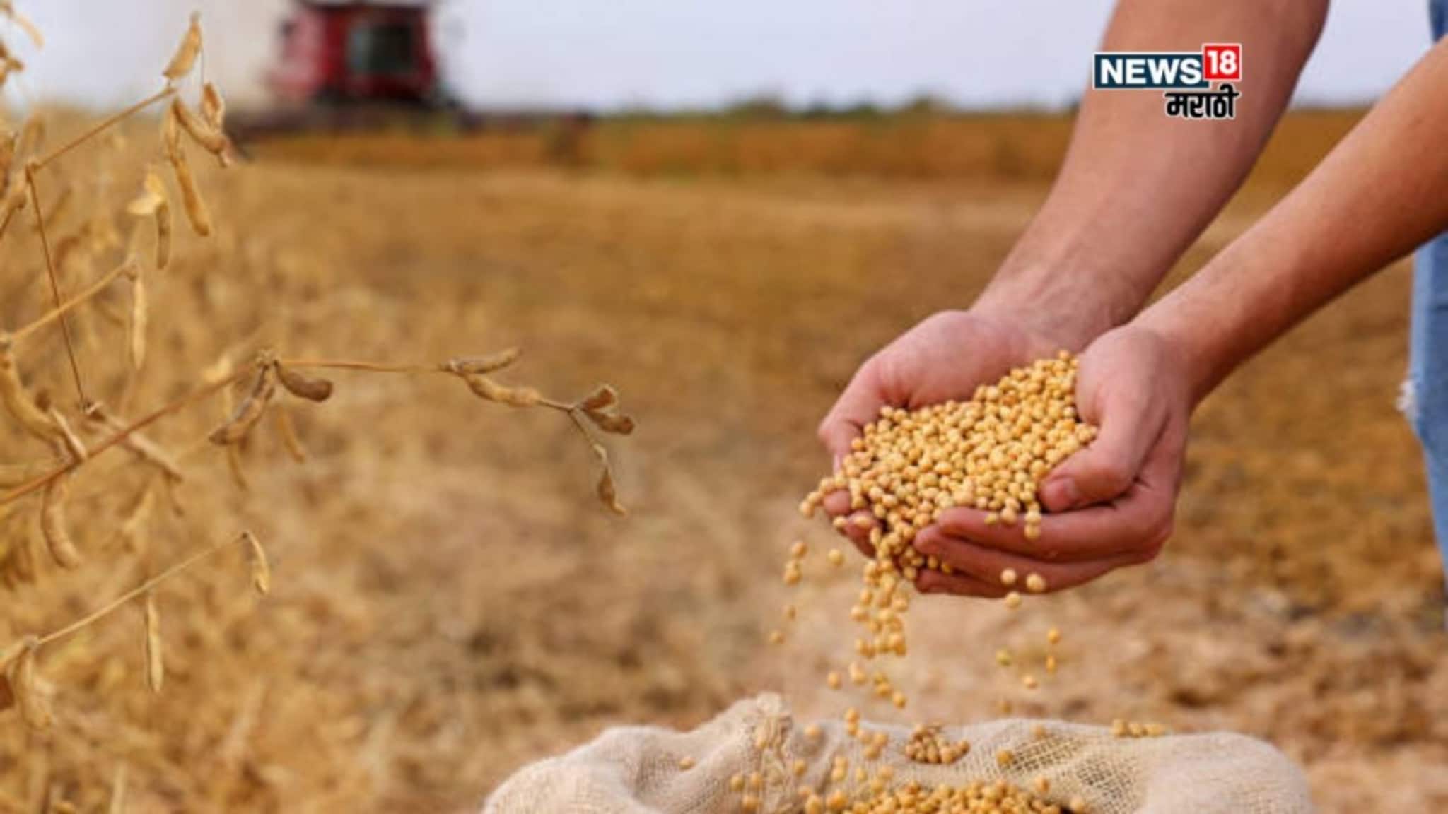 कोणत्या उपाय योजना केल्यास सोयाबीन पिकाला मिळेल जास्त भाव? एक्स्पर्टने सविस्तर सांगितलं