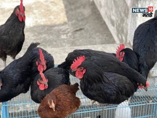 Poultry Subsidy Scheme