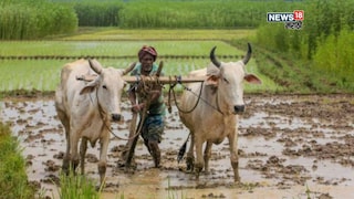 Maharashtra Weather Update Maharashtra Weather Update