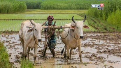 Maharashtra Weather Update Maharashtra Weather Update