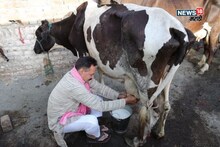 तुमच्या गायी म्हशी कमी दूध देताय का? मग हा उपाय नक्की करा, जनावरांच्या दुधात होईल वाढ