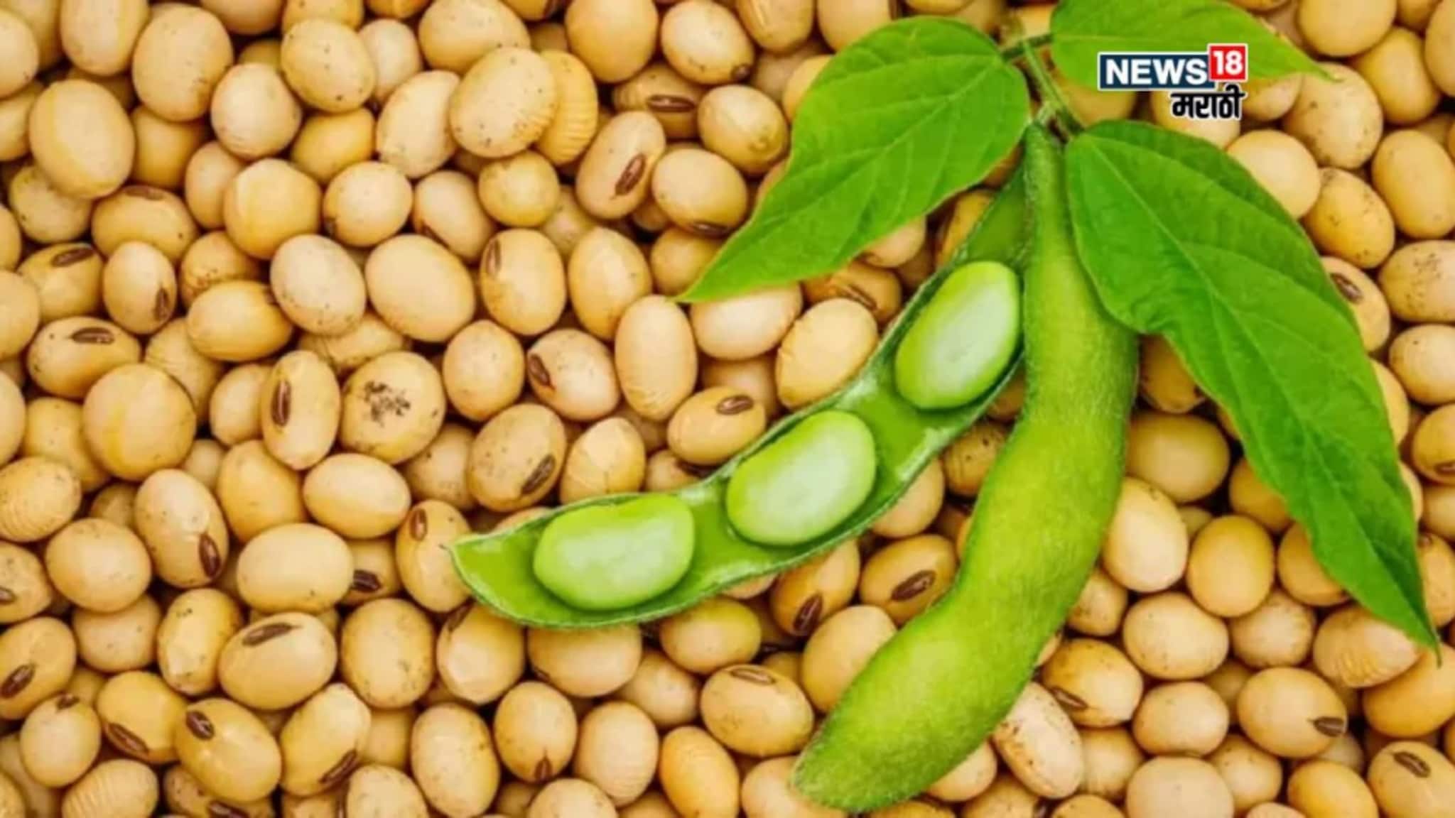 Soybean Market : नव्या सोयाबीनने केला शेतकऱ्यांचा हिरमोड! मिळाला इतक्या रुपयांचा भाव