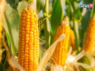 Agriculture News