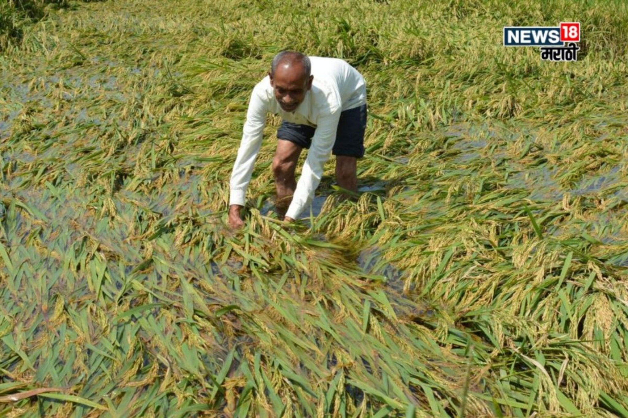 शेतकऱ्यांवर आज पुन्हा आस्मानी संकट, 21 जिल्ह्यांना अलर्ट, काय काळजी घ्याल?