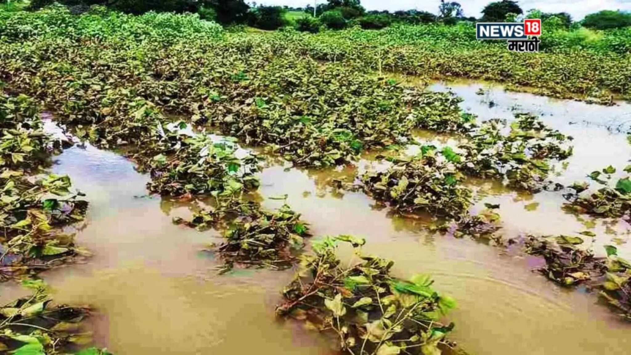 कृषी हवामान : वरुणराजा आजही कोपणार! पुढील २४ तासांत, १६ जिल्ह्यांना अतिवृष्टीचा इशारा, शेतकऱ्यांसाठी सल्ला काय?